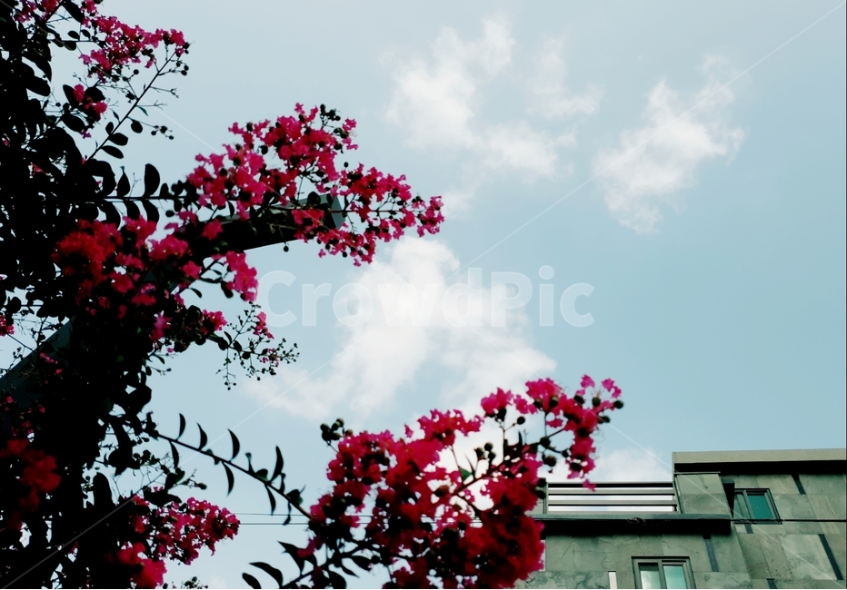 꽃,나무,하늘,풍경,자연,flower,tree,sky,landscape,nature,식물,자연,plants,nature,꽃,flower,나무,trees,wood,건축물,건물외관,exterior,building,structure,architecture,construction