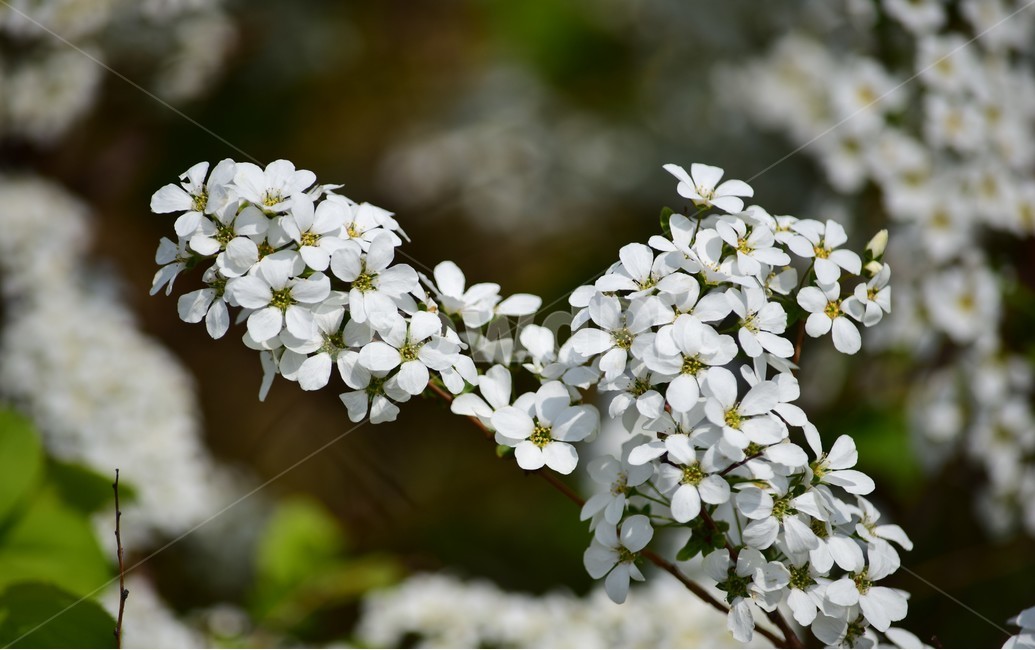 꽃,꽃들,자연,아름다움,장식,배경화면,flowers,flower,nature,beautiful,bright,decoration,background,floral,봄,계절,spring,season,식물,자연,plants,nature,꽃,flower,plant,blossom,geranium,제라늄