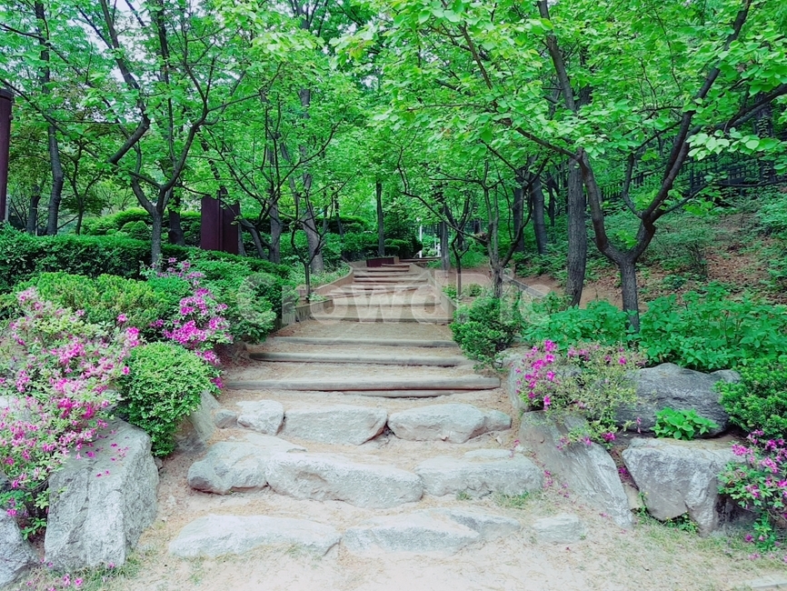 공원,산책,산책로,나무,꽃,park,tree,flower