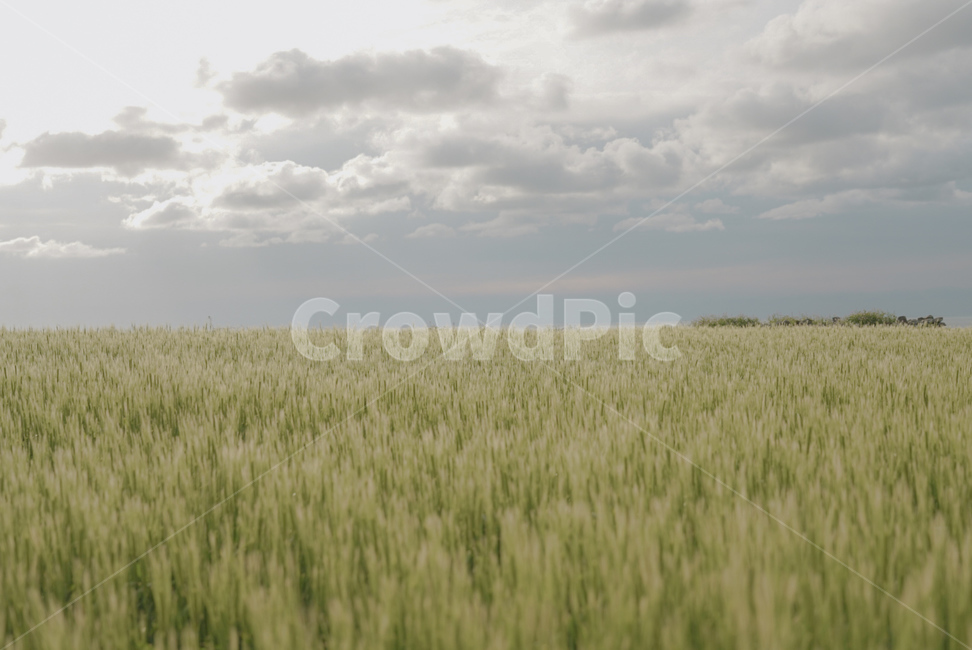 가파도,청보리,풍경,제주도,청보리밭,농업,농사,agriculture,farming,farming industry