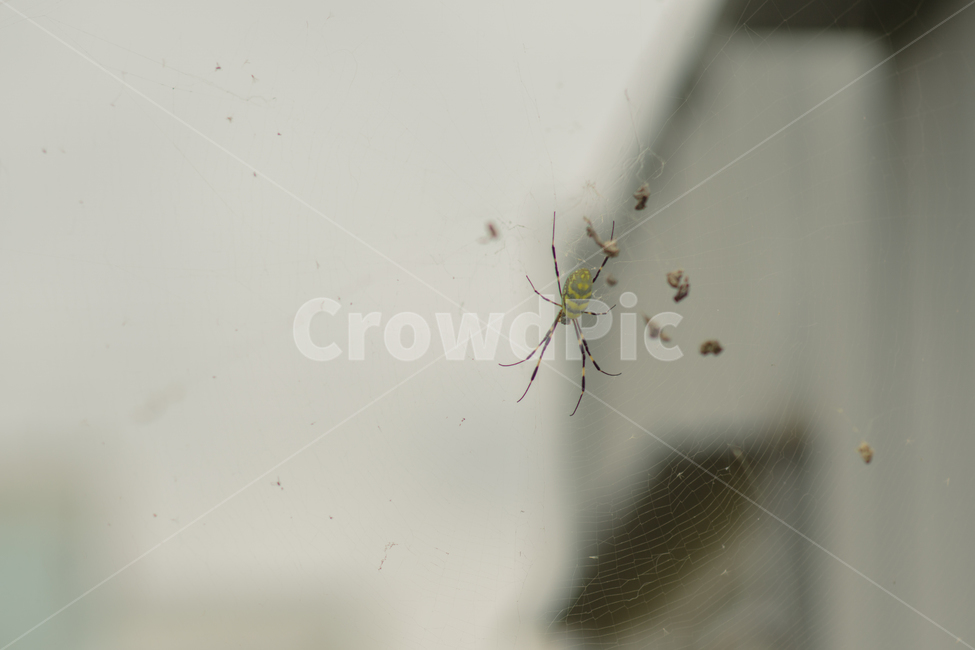 거미,동물,호랑거미,거미줄,spider,동물,animal,곤충,벌레,insect,bug