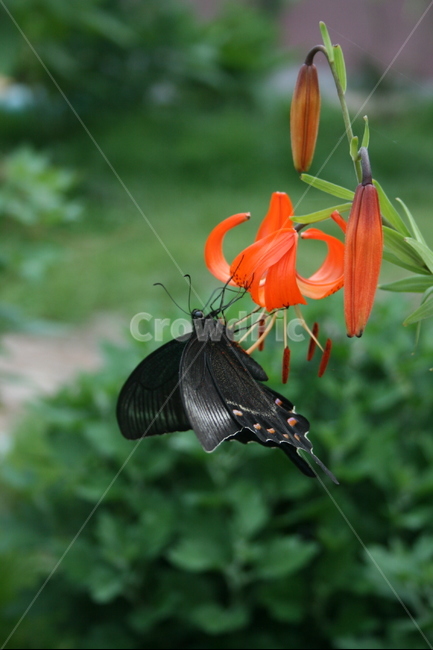제비나비,호랑나비과,곤충,검은범나비,야생곤충,자연,식물,자연,plants,nature,꽃,flower,동물,animal,곤충,벌레,insect,bug