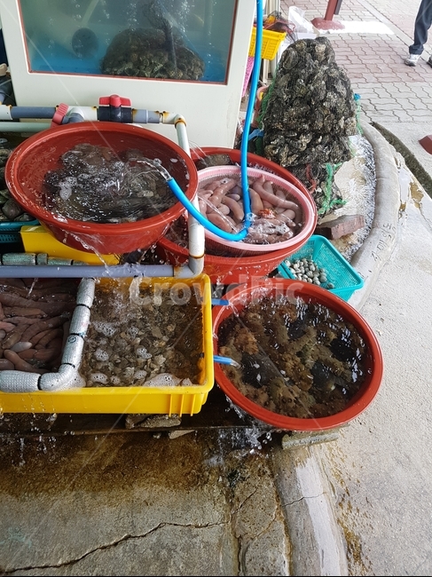 수산시장,물고기,활어,회,횟집,시장,마트,마켓,market,mart,market place,음식,식재료,요리,food,cook,meal,dishes,food reserves,수산물,해산물,fishery products,seafood