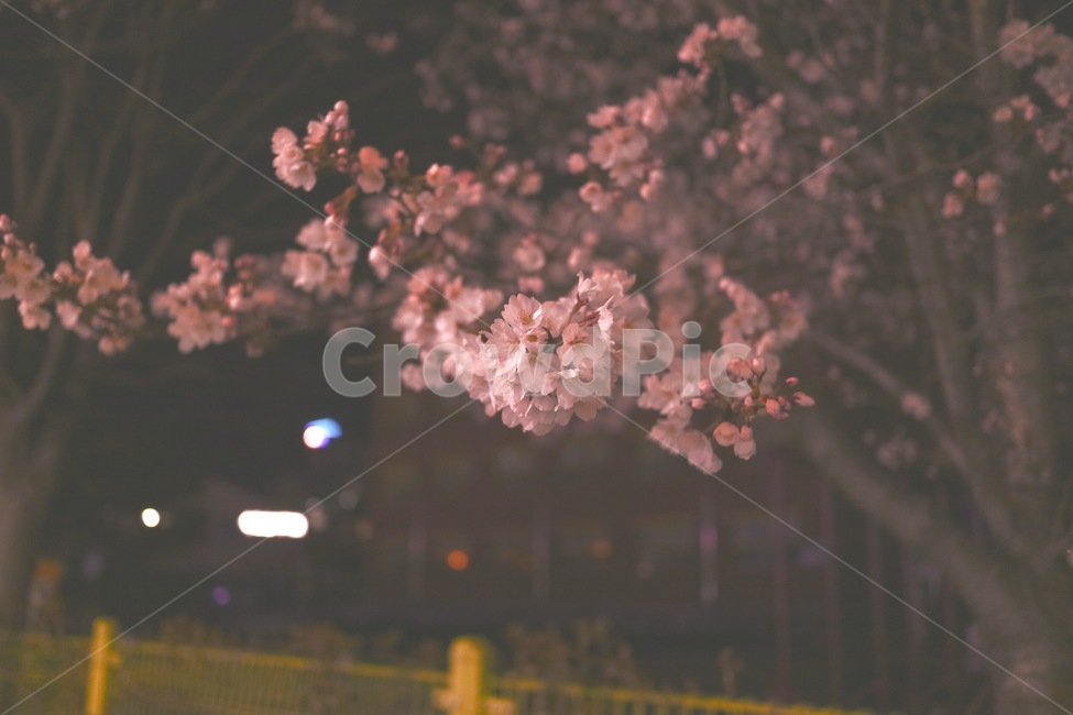 벚꽃,밤,봄,나무,plant,식물,flower,blossom,꽃