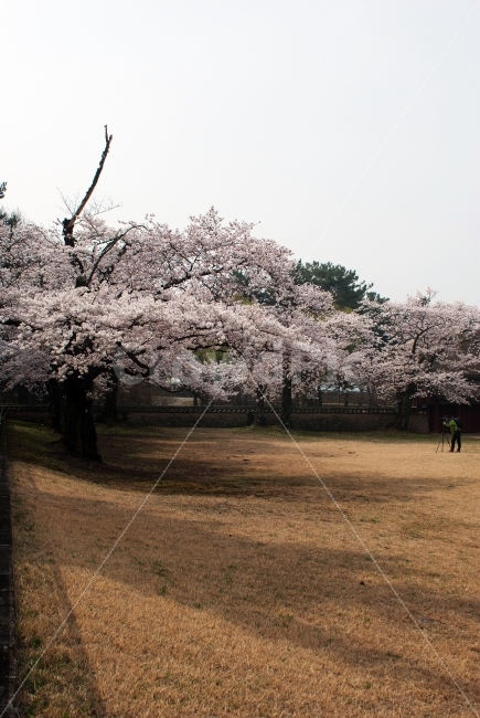 봄,벗꽃,경주,대릉원,사진사,식물,나무,자연,화이트,분위기,사진찍기좋은곳,여행,출사,미추왕릉,spring,photographer,nature,tree,flower,white,하얀,공원,park,봄,계절,spring,season,자연,풍경,nature,landscape,한국자연풍경,한국자연경관,korea nature landscape,plant