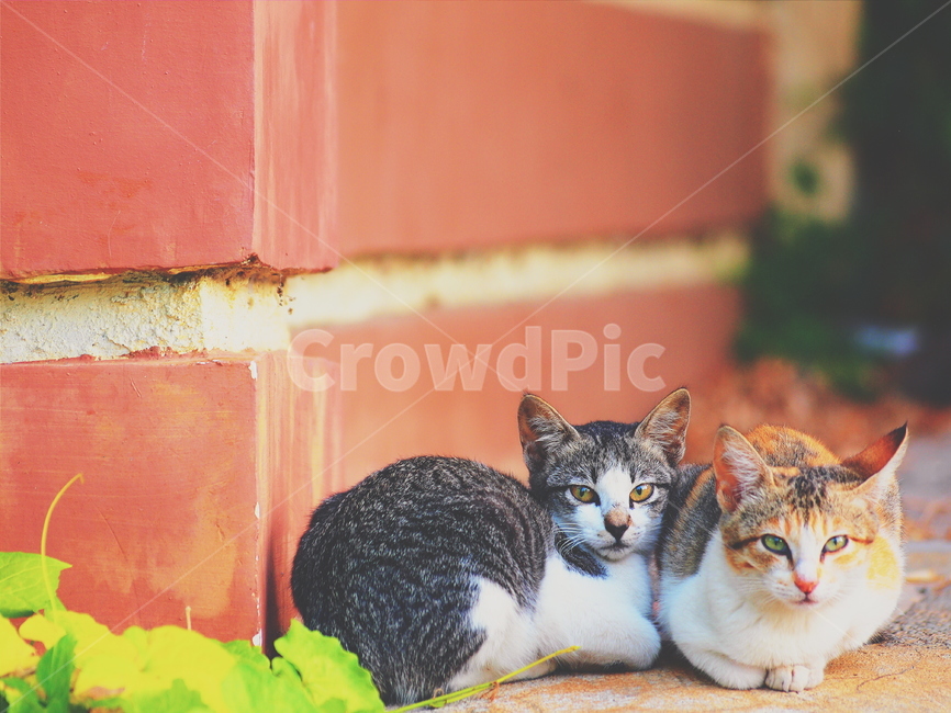 고양이,색감,동물,새끼고양이,색,동물,animal,포유류,mammal,고양이,cat,kitten,kitty,감성,sensible,feeling