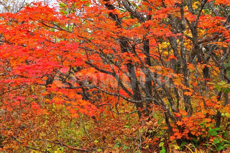 가을,설악산,국립공원,단풍,시즌,계절,단풍잎,leaf,season,maple,시안,디자인,디자이너,출판,편집,책자,서적,사보,카다로그,콘텐츠,리플렛,브로셔,모바일,팝업,전단,광고,색감,칼라풀,아름다운,뷰티풀,beautiful,sns,ebook,웹,마케팅,마켓팅,느낌,서정,나뭇,봉우리,능선,찬란한,화려한,mountain,autumn,fall,red,colorful,emotion,feeling,10월,그림같은,힐링,알록달록,울긋불긋,자연,식물,숲,산,명소,절경,산행,등산,관광,절정,빨강,노랑,초록,가을산,풍경,가을,계절,fall,autumn,season,식물,자연,plants,nature,나무,trees,wood,잎,plant,tree
