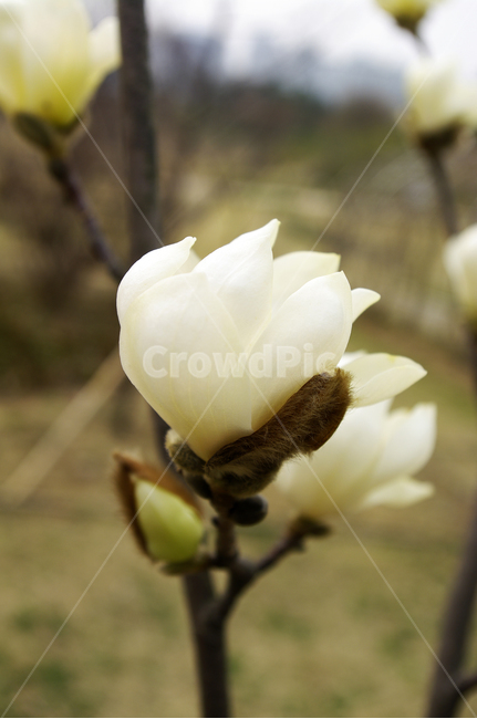 식물,plant,자연,nature,꽃,flower,목련,봄,spring,계절,식물,자연,plants,nature,꽃,flower