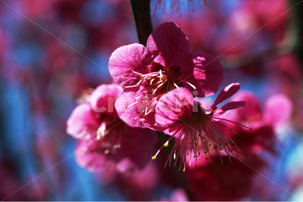 홍매화,매화,홍매,꽃,봄,계절,붉은색매화,식물,자연,plants,nature,꽃,flower