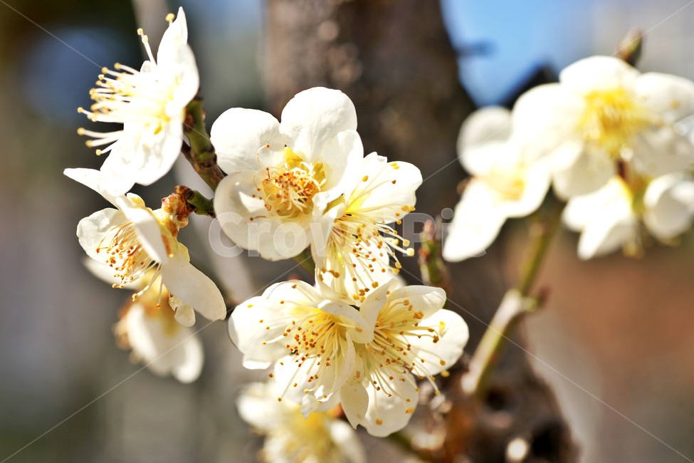 매화,꽃,매실나무,봄,계절,식물,사군자,장미과,봄,계절,spring,season,식물,자연,plants,nature,꽃,flower,plant