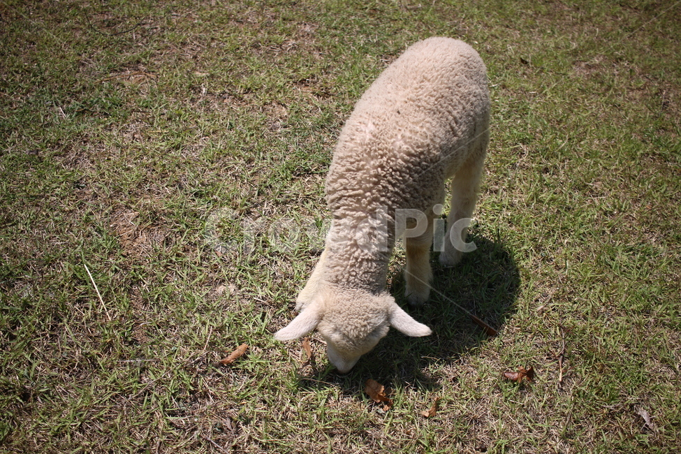 양,양떼목장,sheep,공원,동물,동물,animal,포유류,mammal
