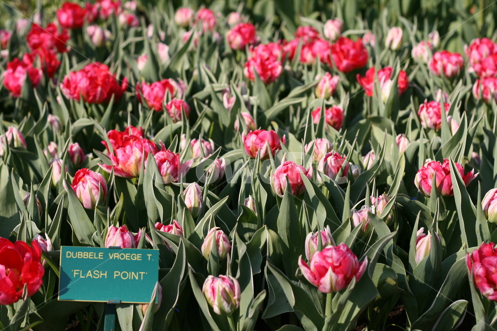 꽃,정원,튤립축제,식물,꽃밭,튤립,flower,garden,tulip,식물,자연,plants,nature,꽃,flower