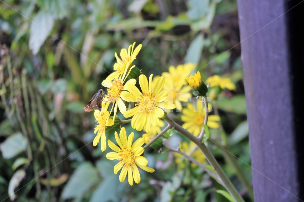 꽃,노란꽃,보라꽃,봄,이쁜꽃,식물,자연,plants,nature,꽃,flower