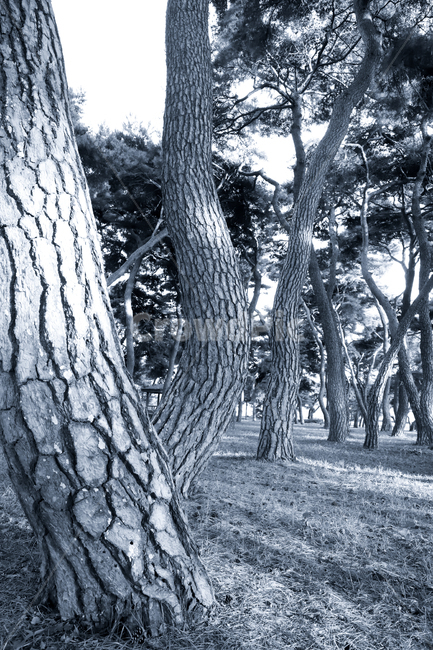 plant,식물,tree,나무,숲,grove,pinetree,소나무,나무줄기,treetrunk,식물,자연,plants,nature,나무,trees,wood,흑백,모노톤,monochrome,black and white