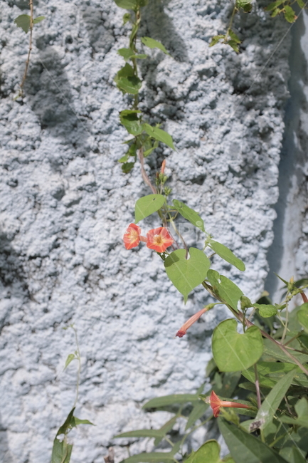 plant,식물,꽃,나팔꽃,blossom,blumen,blume,pflanze,덩쿨,식물,자연,plants,nature,꽃,flower