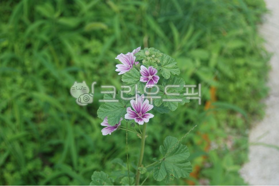 당아욱꽃,금규,말로우꽃,동규자,아욱꽃