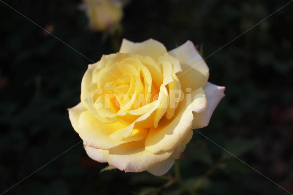 yellow,노란,꽃,flower,식물,식물,자연,plants,nature,꽃,flower