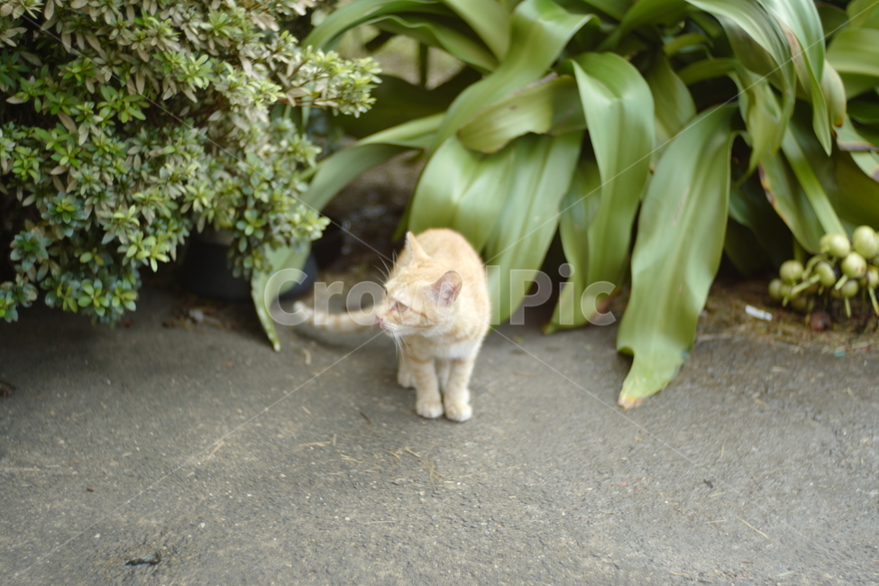 고양이,cat,동물,animal,pet,동물,animal,포유류,mammal,고양이,cat,kitten,kitty