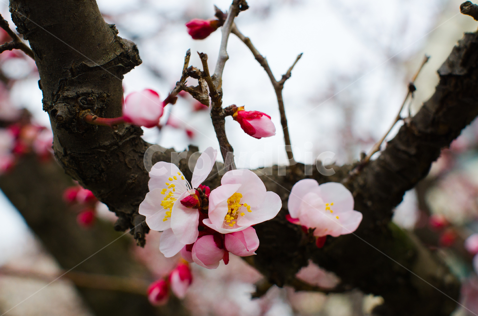 매화,봄,꽃,자연,나무,tree,spring,flower,natural,홍매화,배경화면,background,plum,chineseplum