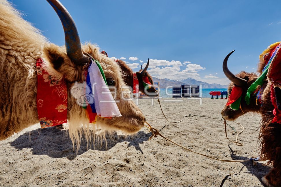 황소,동물,bull,animal,모래,하늘,sand,sky