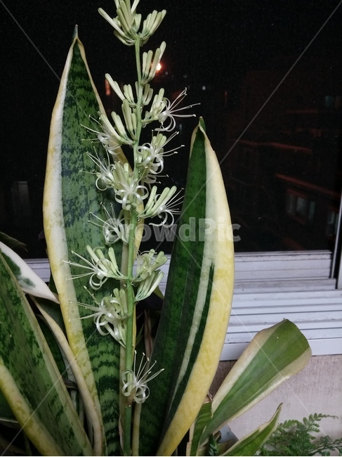 산세베리아,꽃,산세베리아꽃,공기정화식물,식물,나무,flower,plant,식물,자연,plants,nature
