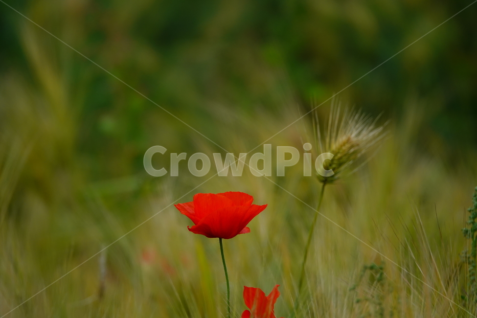 plant,식물,꽃,양귀비,보리,공원,여름,식물,자연,plants,nature,꽃,flower