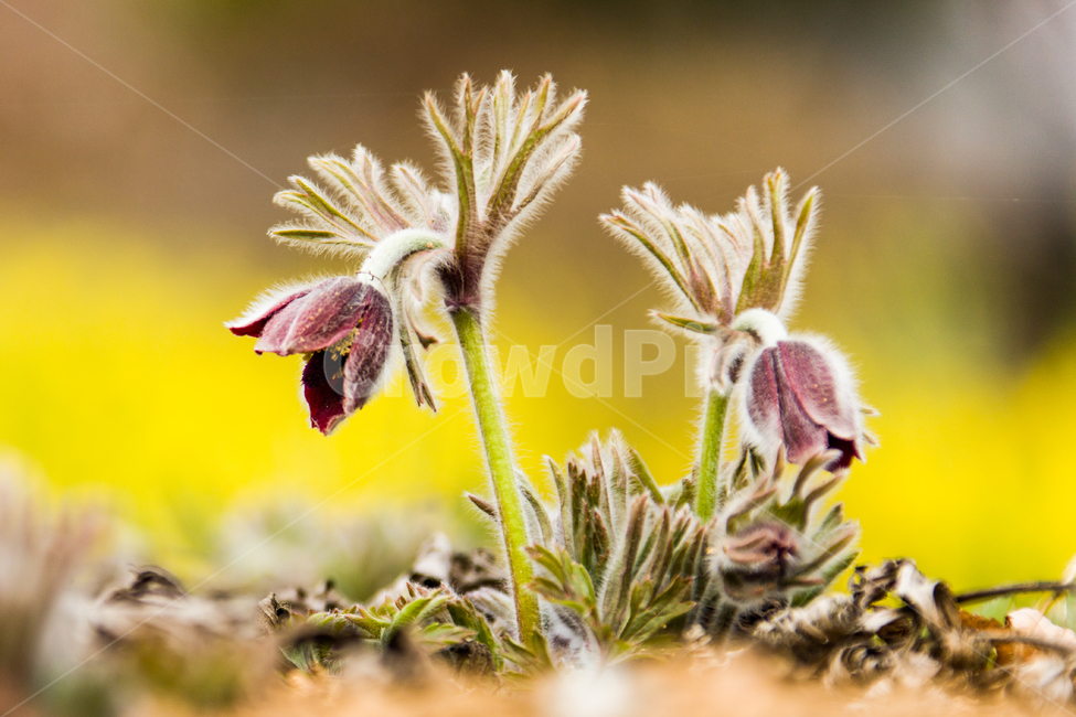 봄,꽃,할미꽃,자연,붉은색,봄,계절,spring,season,식물,자연,plants,nature,꽃,flower,plant,insect,곤충,invertebrate,무척추 동물,bee,벌,animal,동물,honey bee,꿀벌