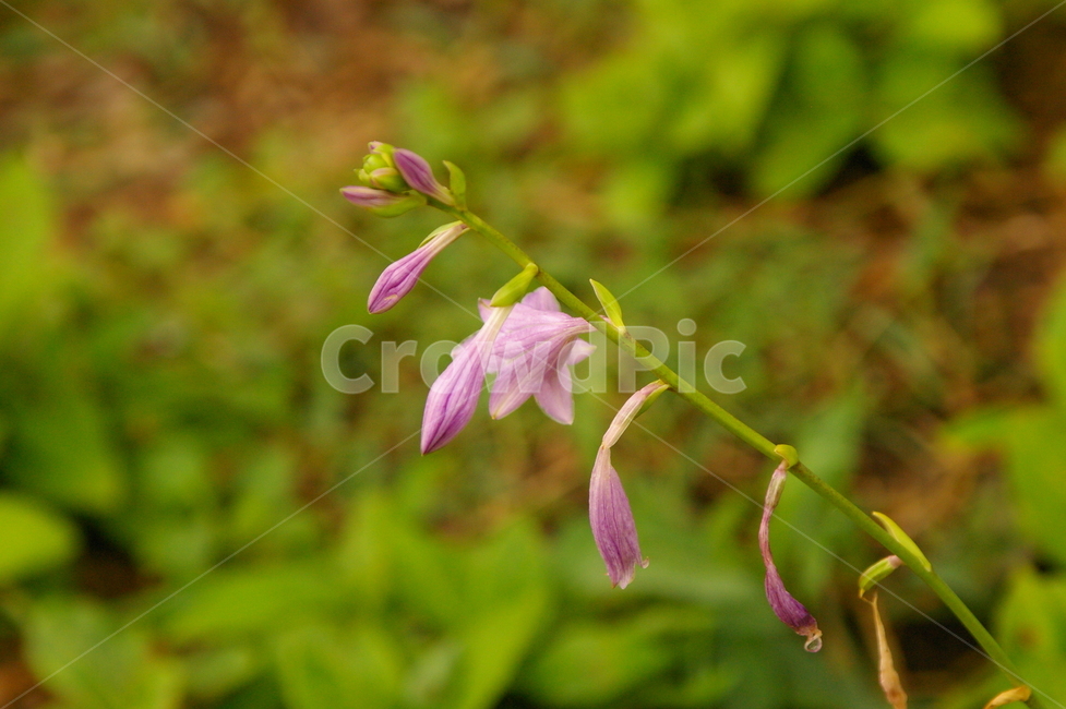 초록,잎,잎사귀,plant,식물,blossom,flower,꽃