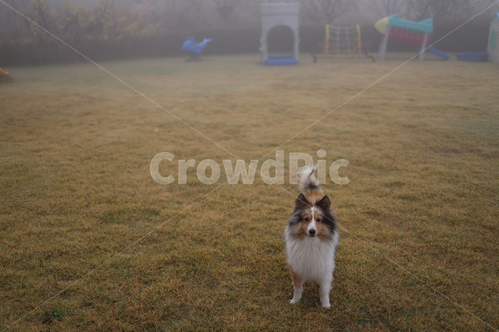 pet,동물,mammal,개,animal,dog,반려견,셔틀랜드쉽독,동물,animal,포유류,mammal,개,강아지,dog,doggy