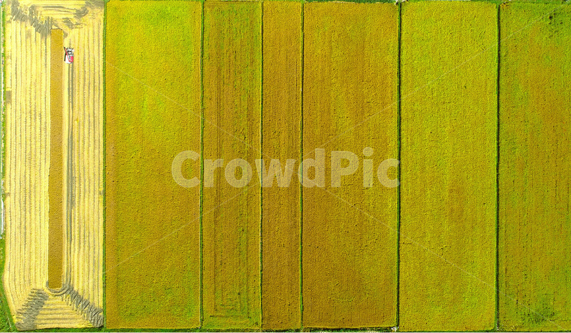 가을,수확,autumn,harvest,논,field,fall,산업,industry,industrial,농업,농사,agriculture,farming,farming industry