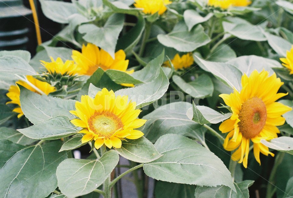 꽃,식물,조경,감성,해바라기,식물,자연,plants,nature,꽃,flower