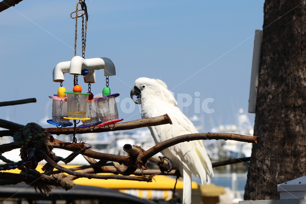 앵무새,하얀새,새,진짜새,동물,조류,bird,parrot