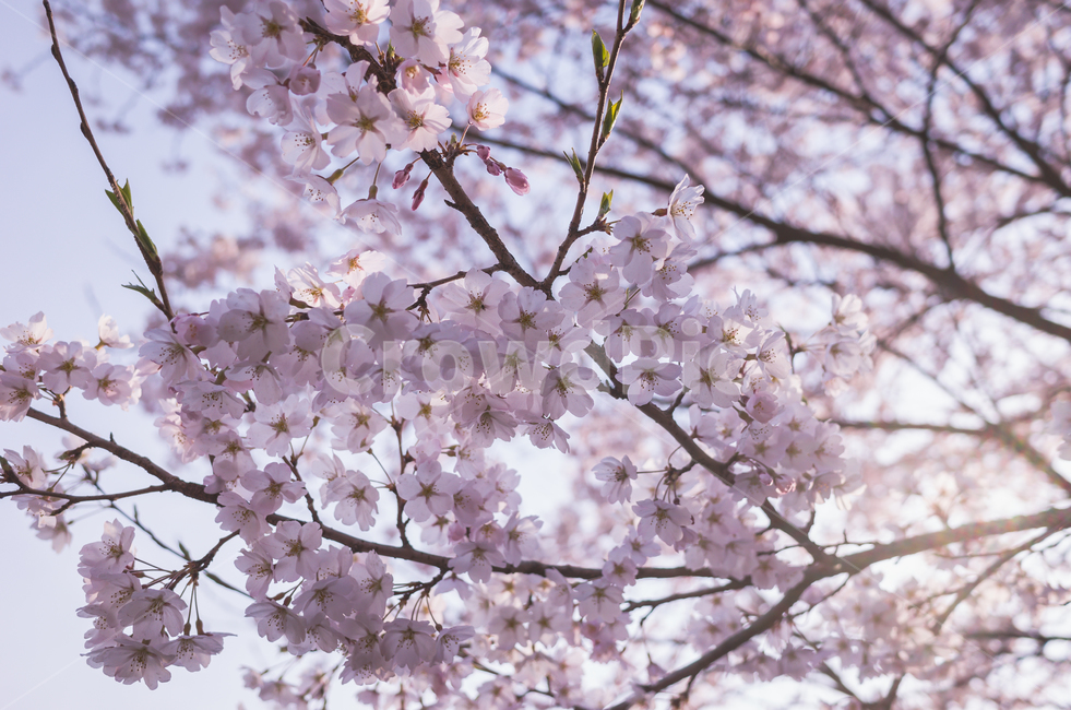 벚꽃,봄,벚꽃축제,벚꽃놀이,벚나무,꽃,계절,4월,자연,식물,나무,아름다운,cherryblossoms,spring,flower,season,april,nature,plant,tree,sensibility,beautiful