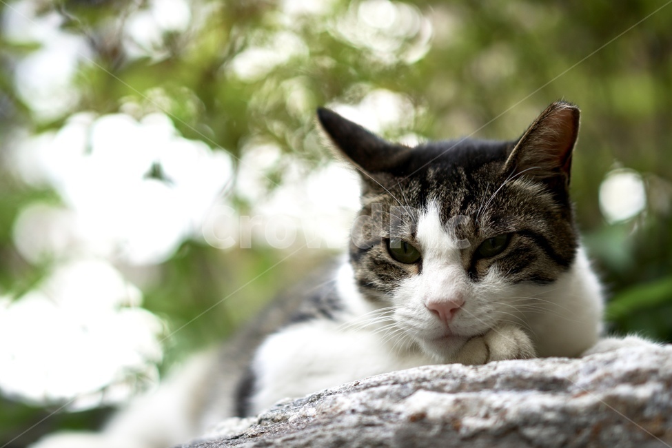 길고양이,고양이,길냥이,cat,야생동물