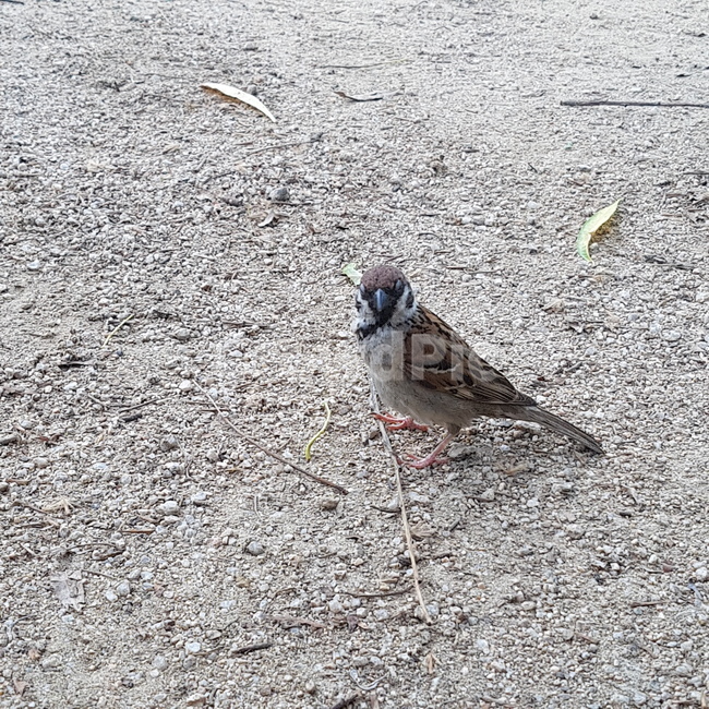 새,참새,동물,animal,bird,동물,animal,조류,새,birds