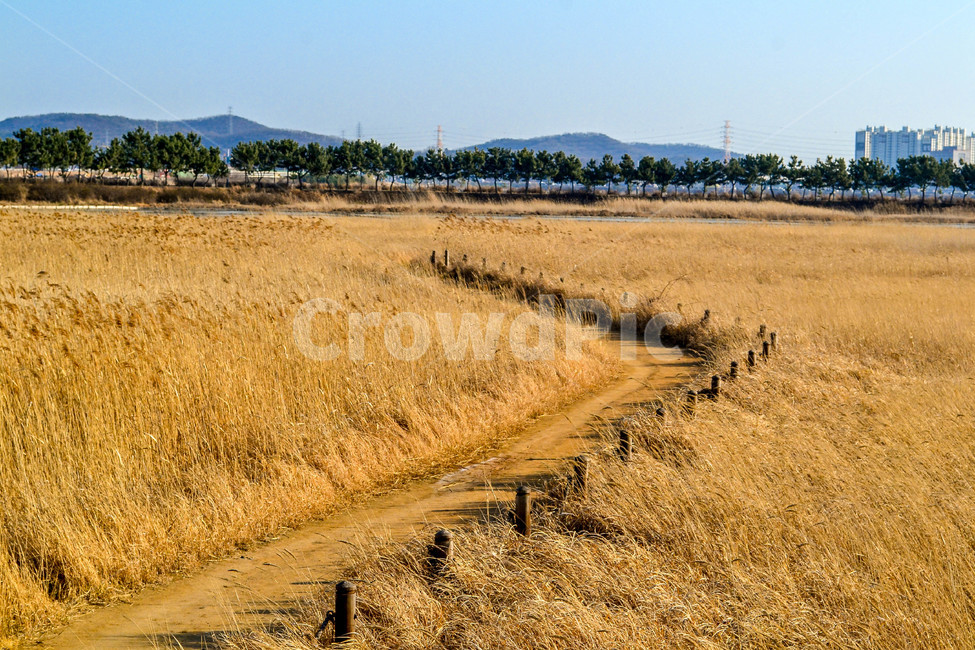 소래습지생태공원,갈대밭,갈대,갈대길,겨울밭,가을,계절,fall,autumn,season,자연,풍경,nature,landscape,ground,바닥,road,도로,dirt road,흙길,gravel,자갈
