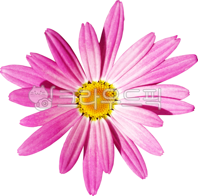 argyranthemumfrutescens,pink,margueritedaisy,marguerite,chamomile,flower,thirsty margaret,petal,Chrysanthemum,chrysanthemum,parisdaisy,daisy