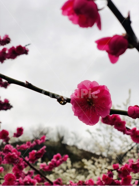 매화,농장,꽃,봄,홍매화,봄,계절,spring,season,식물,자연,plants,nature,꽃,flower,plant,blossom,cherry blossom,벚꽃