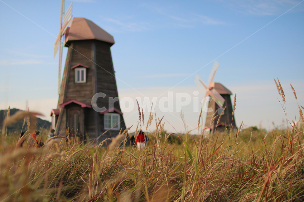 풍차,가을,풍경,자연,억새,가을,계절,fall,autumn,season,자연,풍경,nature,landscape,outdoors,옥외,building,건물