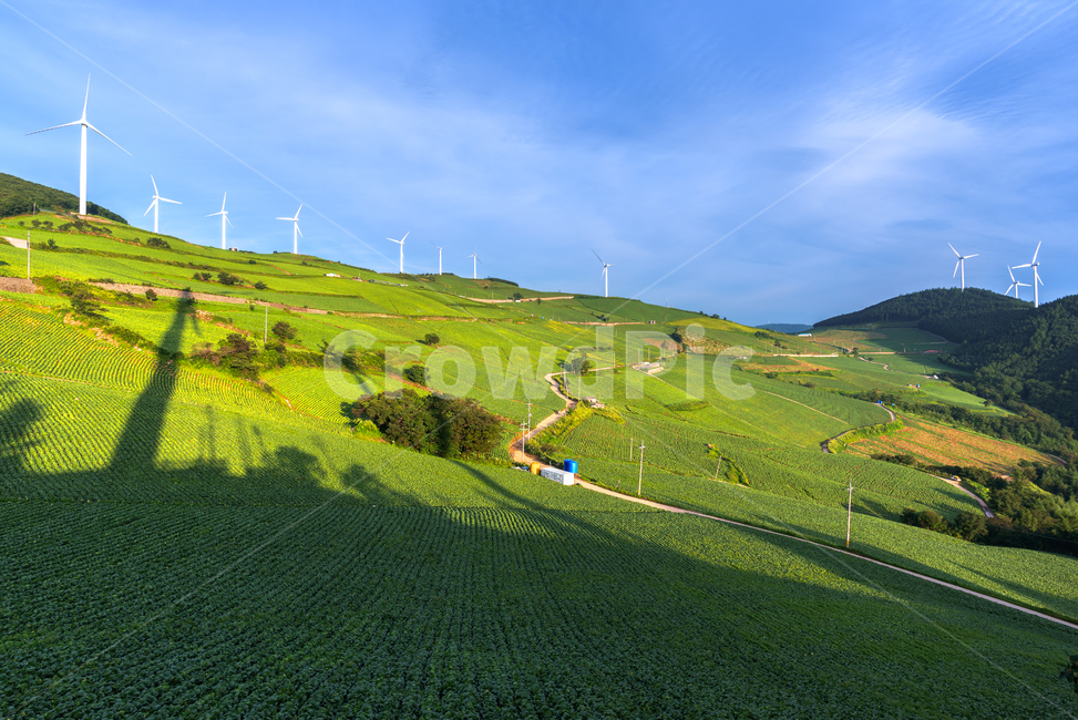 고랭지,바람의언덕,매봉산,풍력발전기,배추밭,태백,field,grassland,countryside,아침,그림자