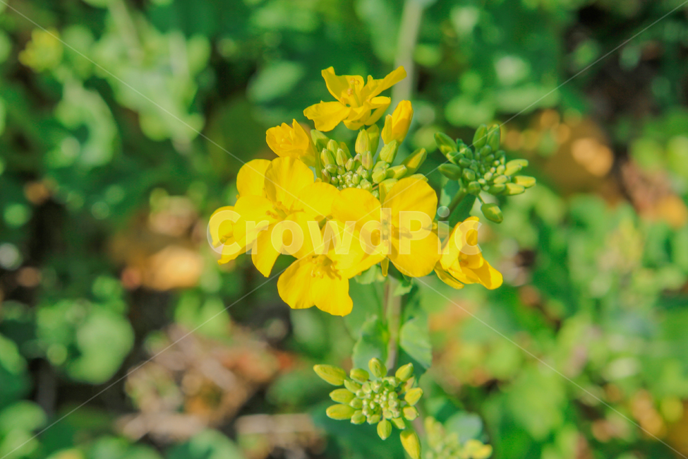 유채꽃,봄,꽃,노랑색,노란색,자연,초록,식물,rapeflower,flower,spring,yellow,nature