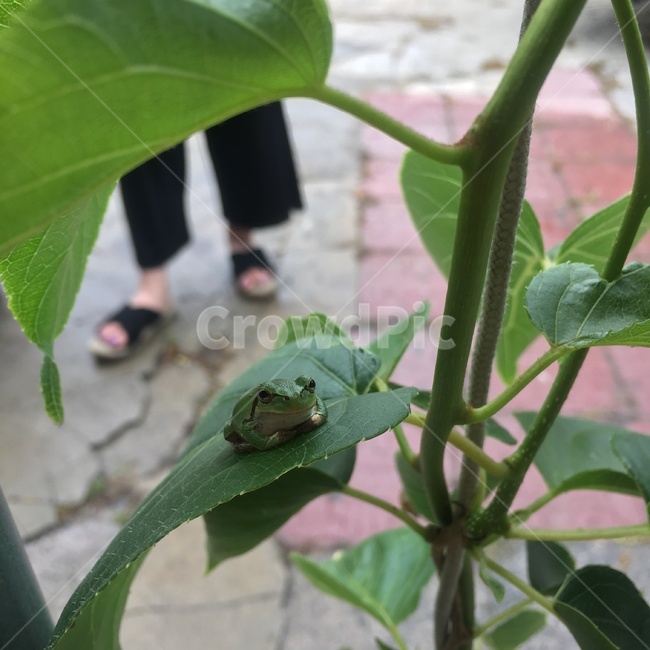개구리,시골,여름,초록,청개구리,동물,animal,파충류,양서류,reptile,amphibian