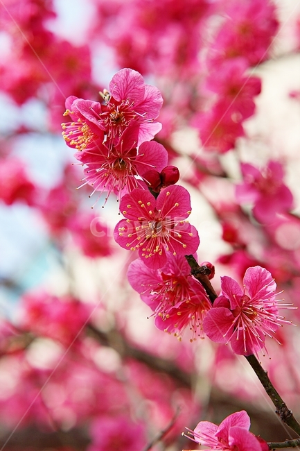 매화,홍매화,매화꽃,꽃,봄꽃,봄,식물,자연,공원,꽃잎,식물,자연,plants,nature,꽃,flower