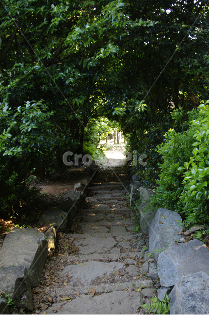 길,돌계단,나무,숲,식물,자연,풍경,nature,landscape,flagstone,판석,slate,슬레이트,outdoors,옥외