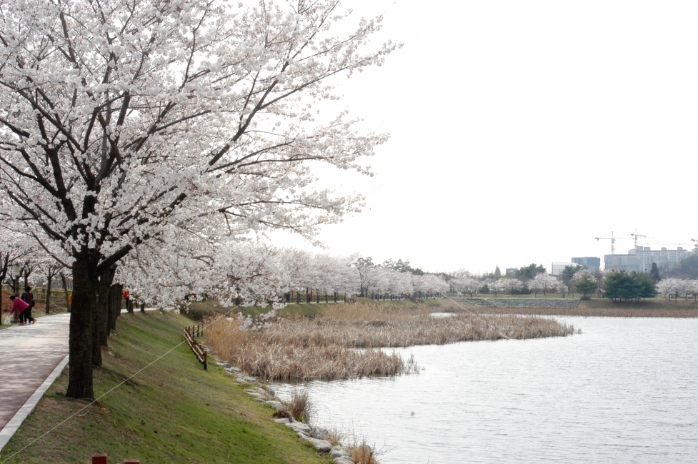 spring,sky,Cherry Blossom,flower bud,colonnade,tree,flower tree,picnic,lake,flower
