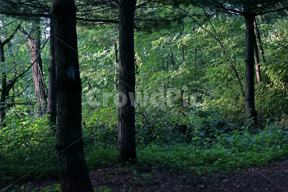 궁둥공원,산책로,나무,숲,자연,산책,풀,자연,풍경,nature,landscape,tree trunk,나무 줄기,tree,plant,식물