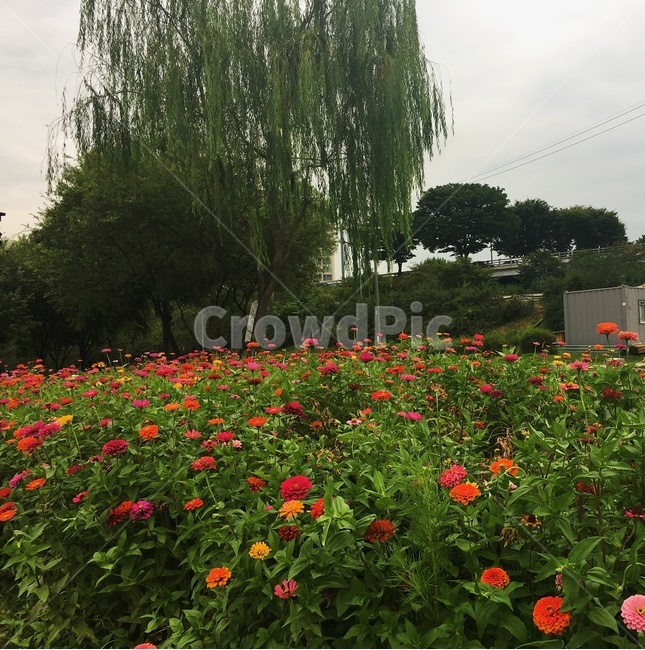초록색,꽃,나무,green,flower