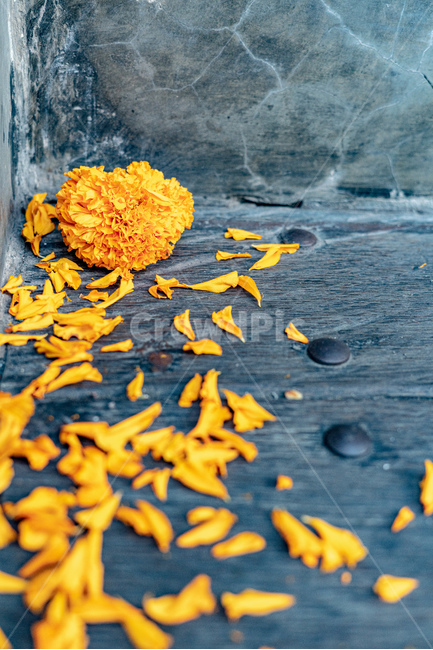 꽃,꽃잎,노란꽃,노란색,감성사진,flower,petals,yellow