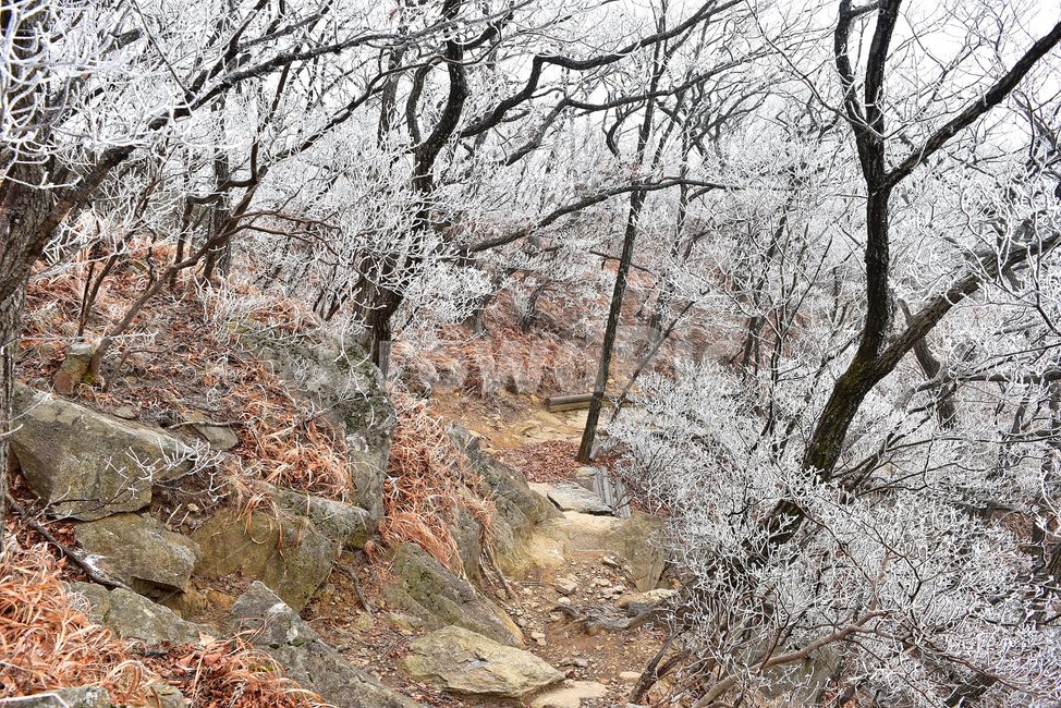 소백산,눈꽃풍경,상고대,겨울풍경,국립공원,겨울동화,힐링,감성,아름다움,뷰티풀,설국,눈풍경,100대명산,겨울명산,설경,서리꽃,snow,landscape,눈,화이트,자연,신비로운,경이로운,천상,비경,치유,산,명산,자연풍경,늦가을,겨울,계절,winter,season,자연,풍경,nature,landscape,한국자연풍경,한국자연경관,korea nature landscape,식물,plants,나무,trees,wood,ground,바닥,outdoors,옥외,ice,얼음