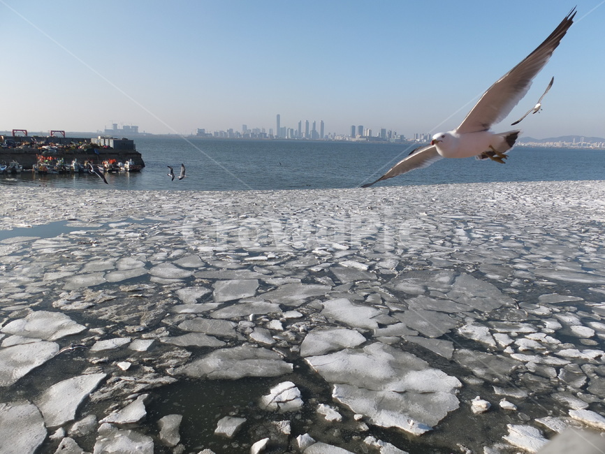 오이도,겨울바다,바다,갈매기,얼어붙은,설경,겨울,계절,winter,season,동물,animal,조류,새,birds